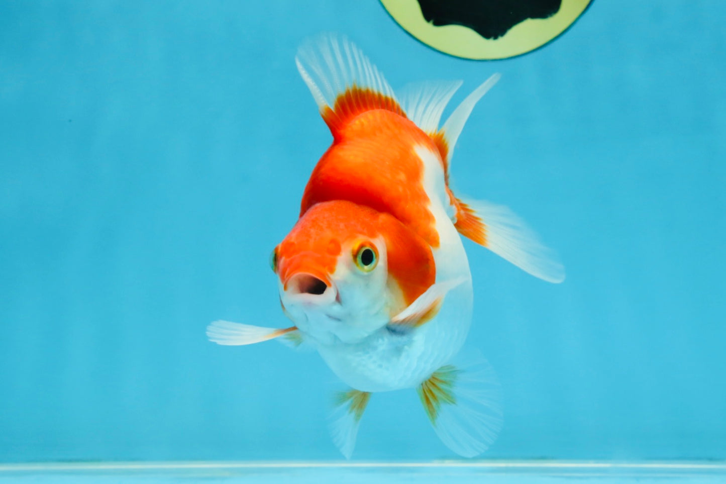 A Grade Red White Ryukin Female 4.5 inches #111425RK_10