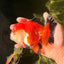 A Grade Tricolor Oranda Female 5-5.5 inches #030626OR_29