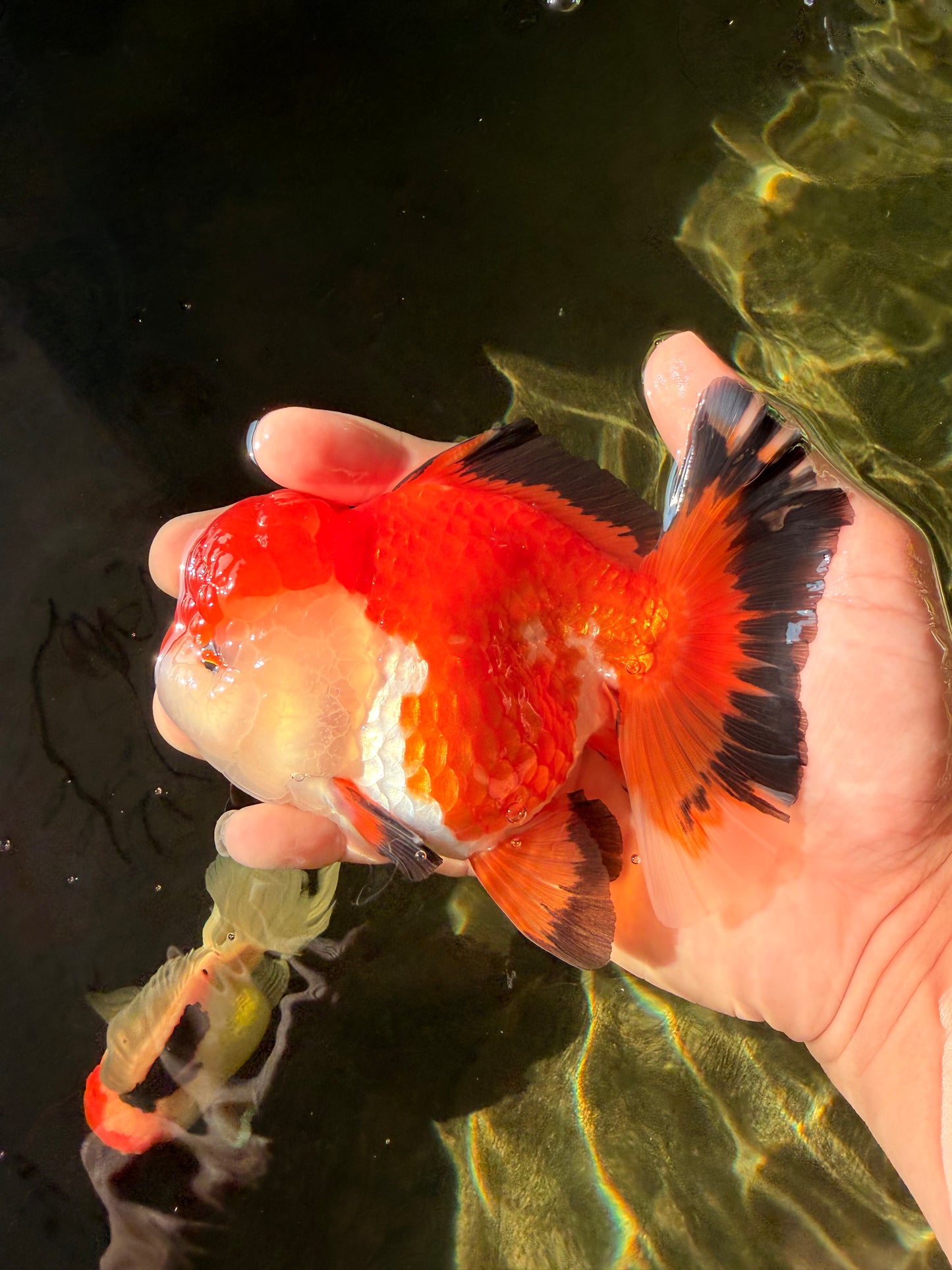 A Grade Tricolor Oranda Female 5-5.5 inches #030626OR_29