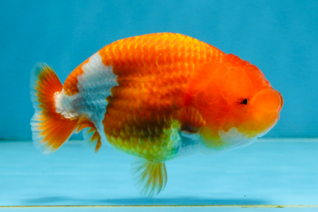 A Grade Red White LionQueen 4 inches #112825LC_06