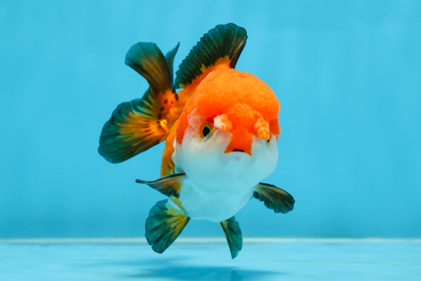 SUPER CUTE Tricolor Yuanbao Male 4.5 inches #071125YB_18