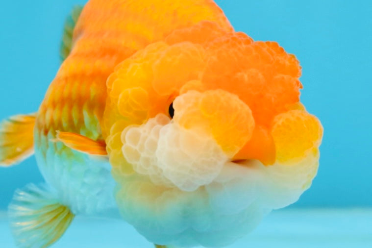 A Grade BIG WEN Red White LionQueen 4-4.5 inches #071125LC_02