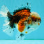 A Grade Calico Oranda Female 5.5 inches #050126OR_05