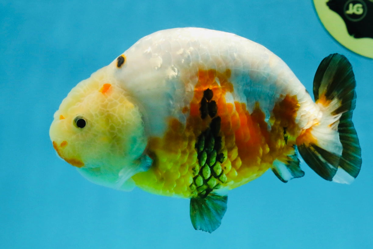 RARE Sakura Chinese Ranchu Female 5 inches #120525RC_08