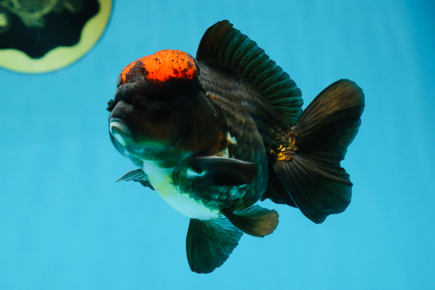 A Grade Lava Tricolor Yuanbao Male 4  inches #062725YB_09