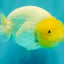 White Lionchu Female 4-4.5 Inches #100226LC_18