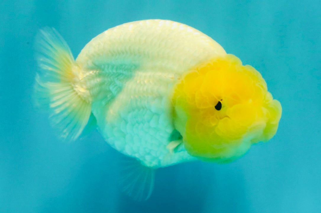 White Lionchu Female 4-4.5 Inches #100226LC_18