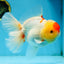 AAA Grade Godzilla Red White Oranda Female 6.5 inches #081525OR_14