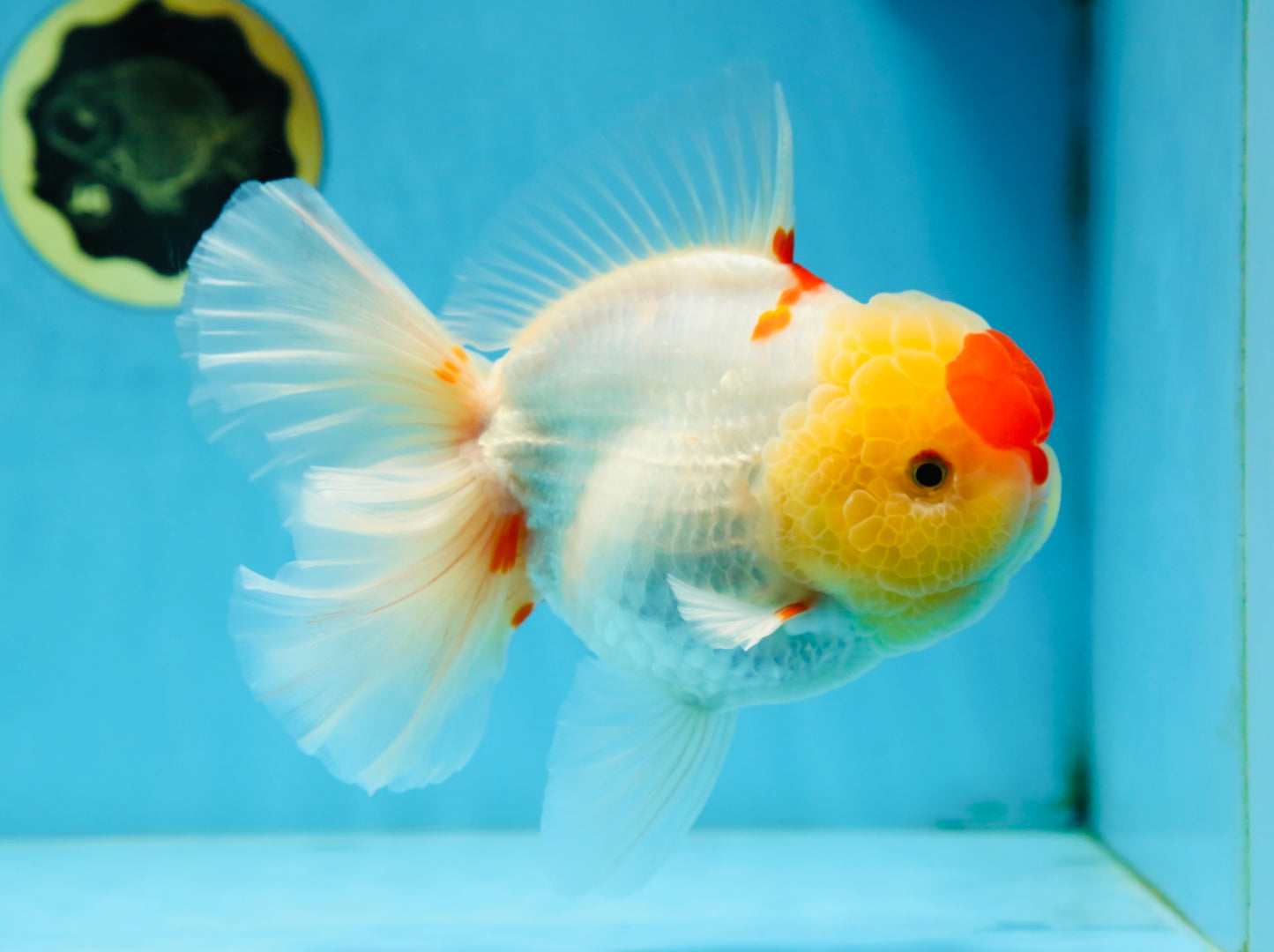 AAA Grade Godzilla Red White Oranda Female 6.5 inches #081525OR_14