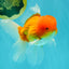 Red White Oranda Male 6 inches #082126OR_09