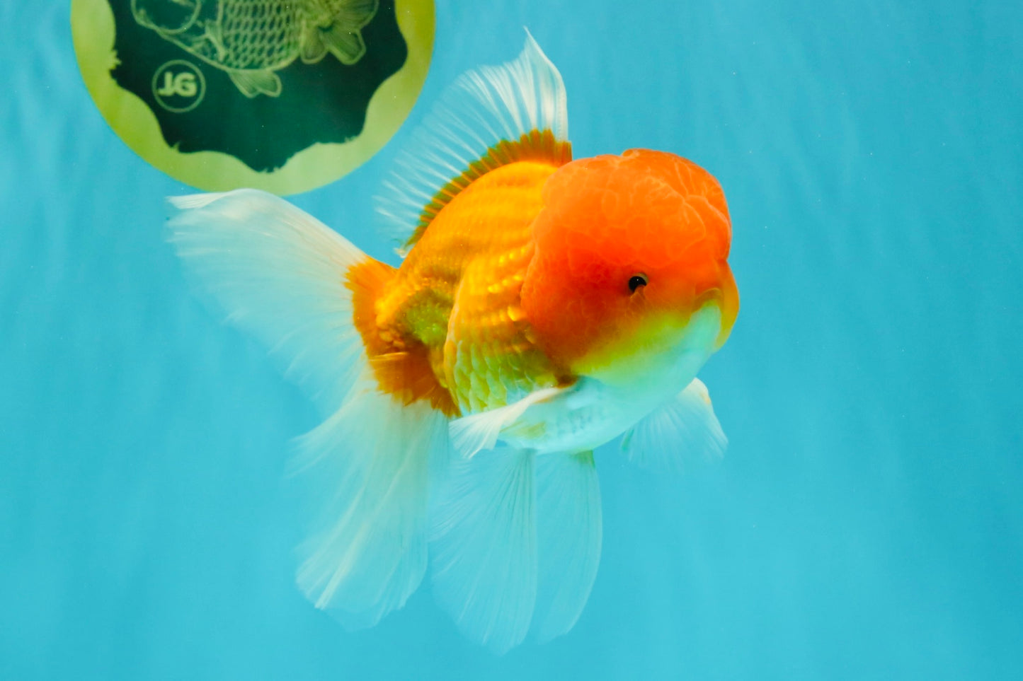 Red White Oranda Male 6 inches #082126OR_09