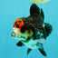 ADORABLE A Grade Tricolor Yuanbao Male 4.5 inches #051526YB_08