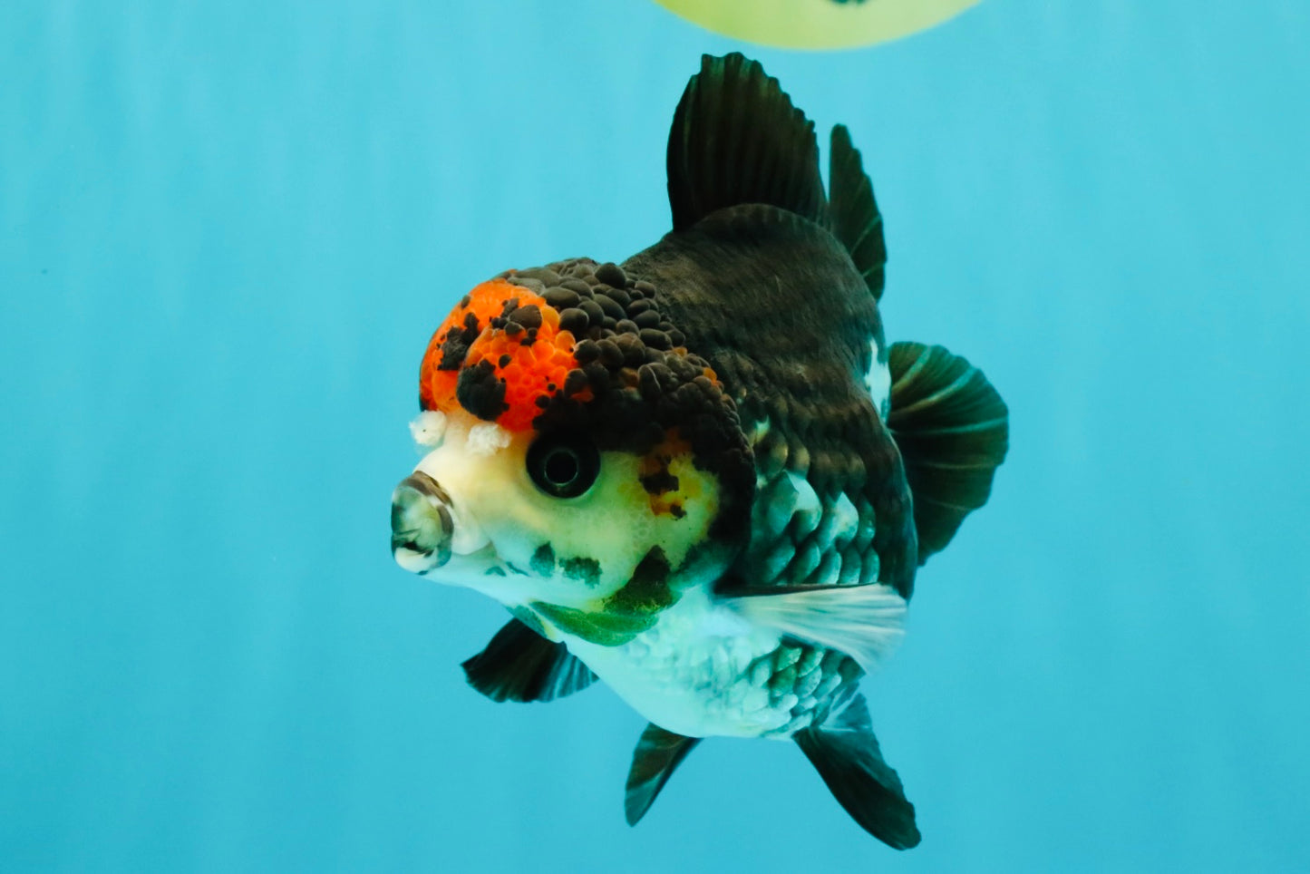 ADORABLE A Grade Tricolor Yuanbao Male 4.5 inches #051526YB_08