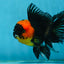 A Grade Tricolor Oranda Male 5-5.5 inches #062725OR_17
