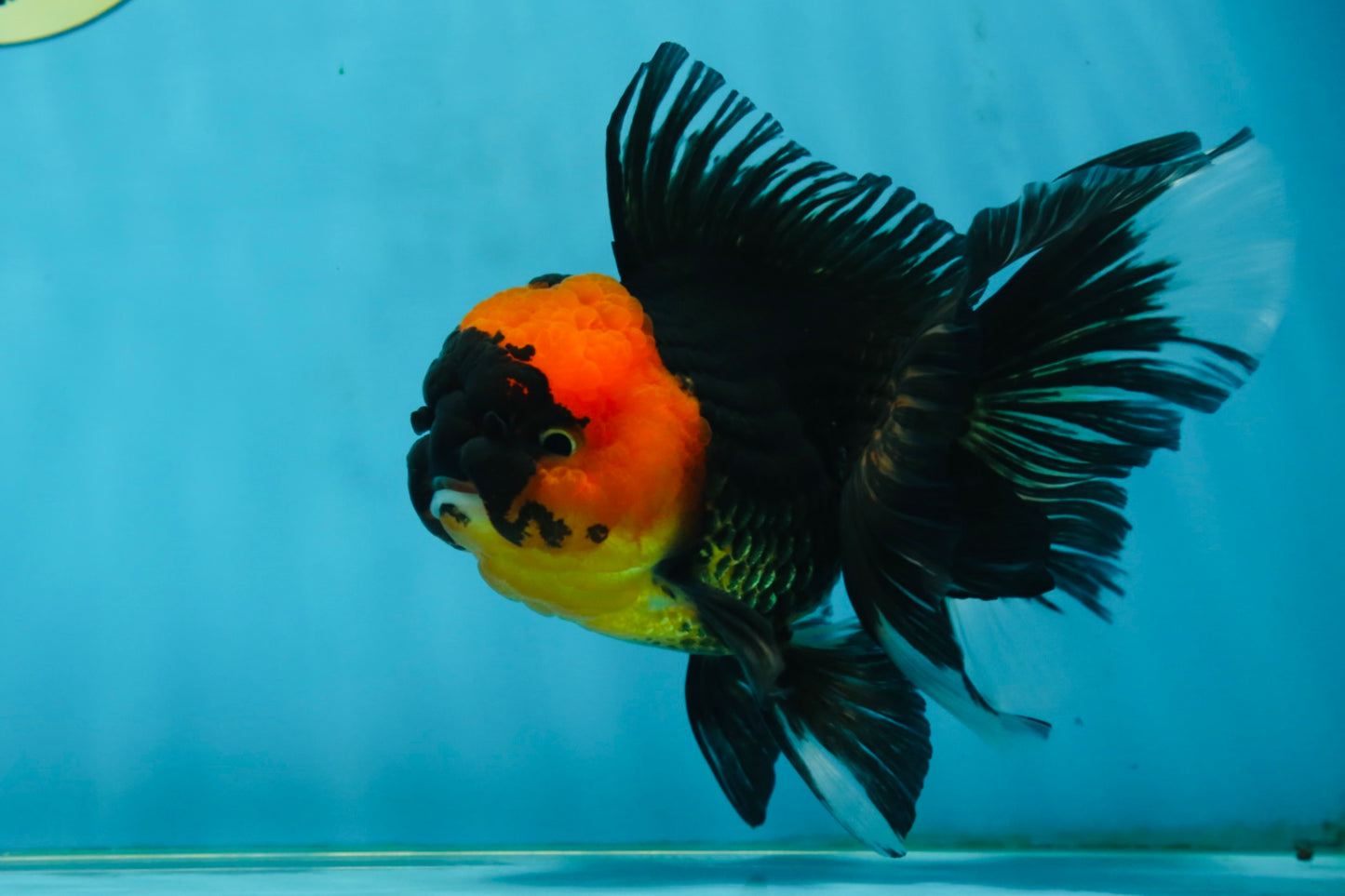 A Grade Tricolor Oranda Male 5-5.5 inches #062725OR_17