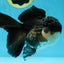 Chubby Cheeks Panda Oranda Male 5 inches #050225OR_06