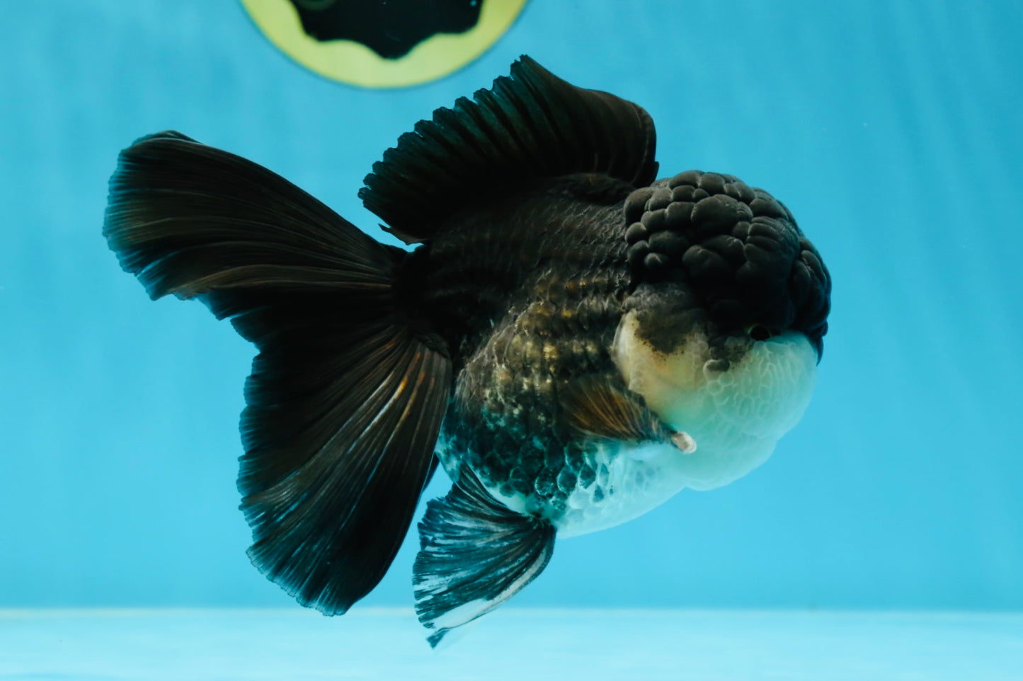 Chubby Cheeks Panda Oranda Male 5 inches #050225OR_06
