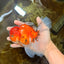 A Grade Sakura Oranda Male 6 inches #110725OR_04