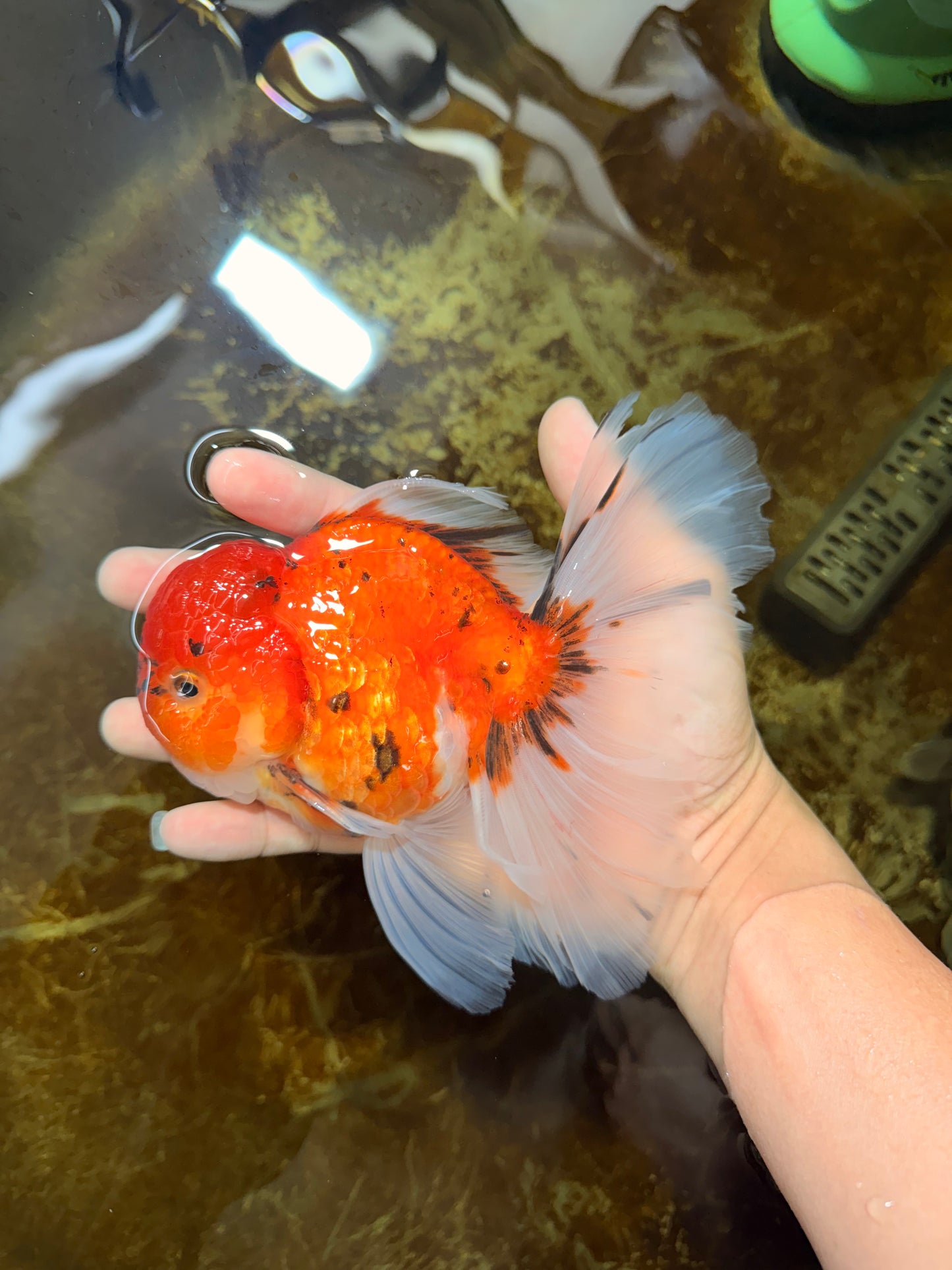 A Grade Sakura Oranda Male 6 inches #110725OR_04