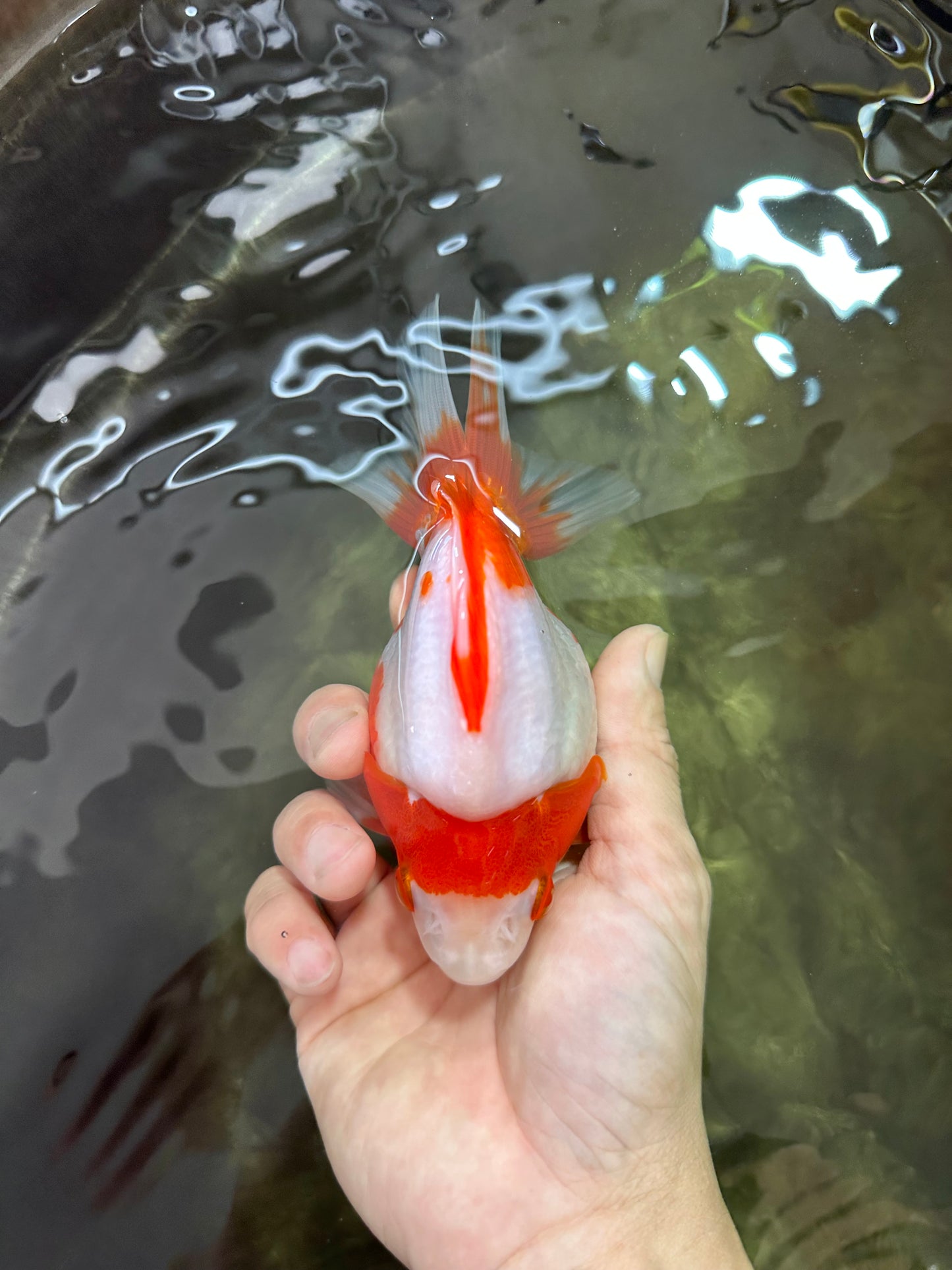 AAA Grade Red White Ryukin Female 5 inches #052325RK_23