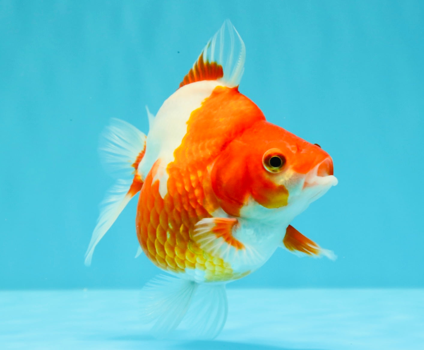 A Grade Red White Ryukin Female 4.5 inches #031326RK_32