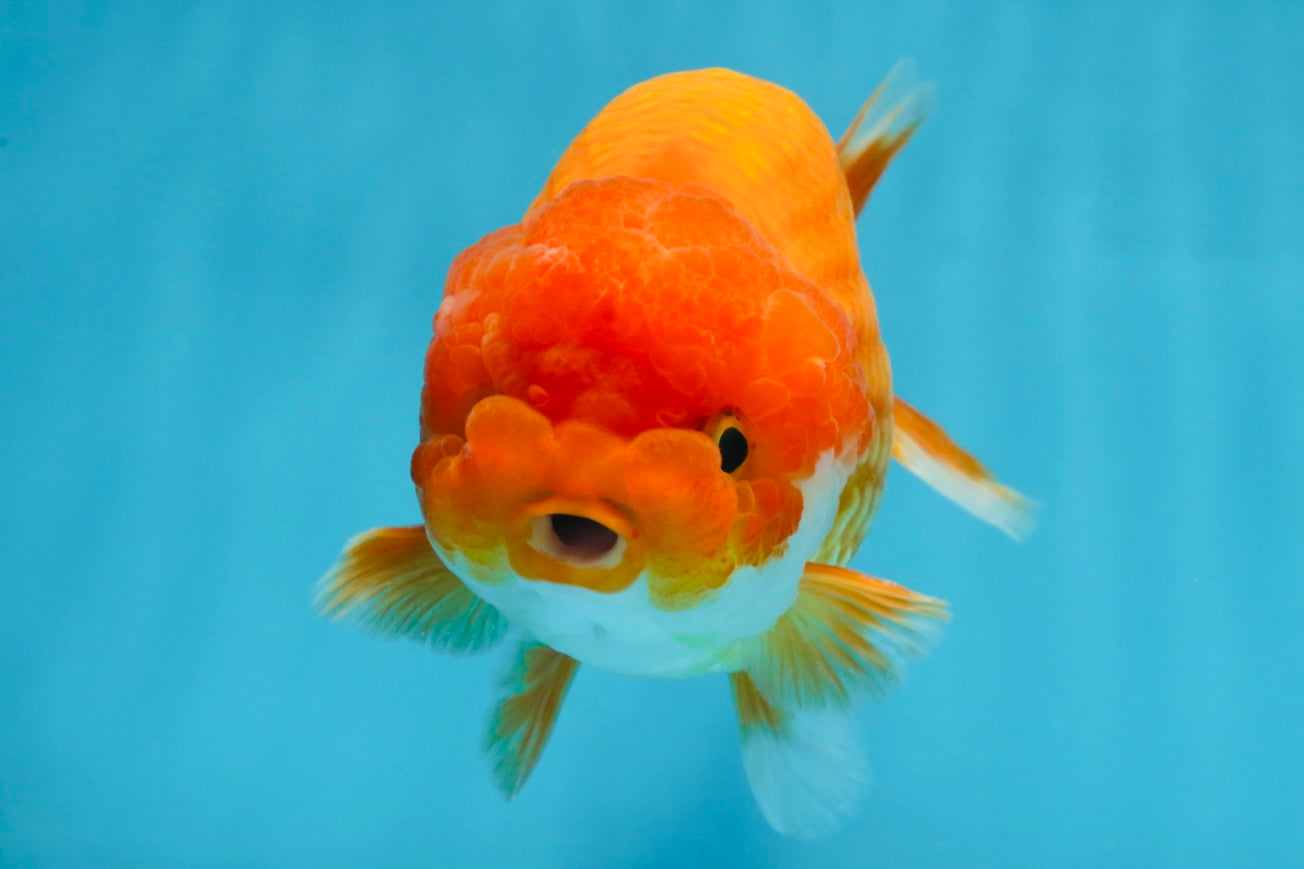 A Grade Red White LionKing 5.5 inches #091925LC_22