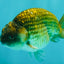 Black Copper Ranchu Female 5-5.5 inches #081426RC_24
