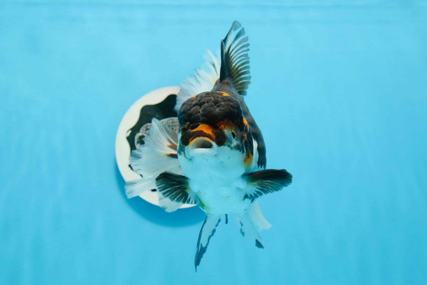 A Grade Chonky Tricolor Oranda Female 6.5 inches #0719OR_05