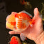 AAA Grade Polkadot Red White Oranda Male 6-6.5 inches #030626OR_19