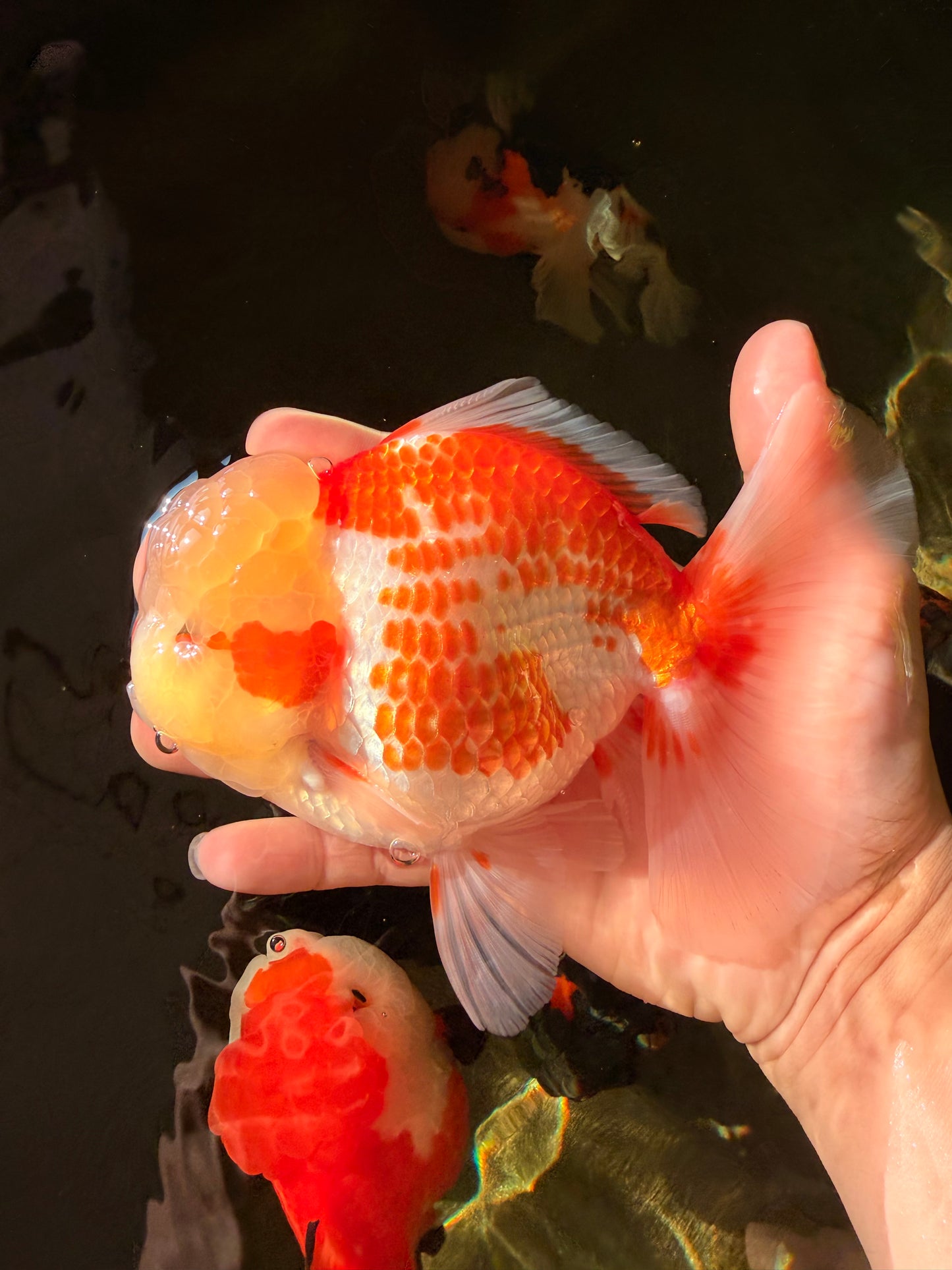 AAA Grade Polkadot Red White Oranda Male 6-6.5 inches #030626OR_19
