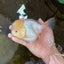 A Grade White Oranda Female 6 inches #070425OR_19