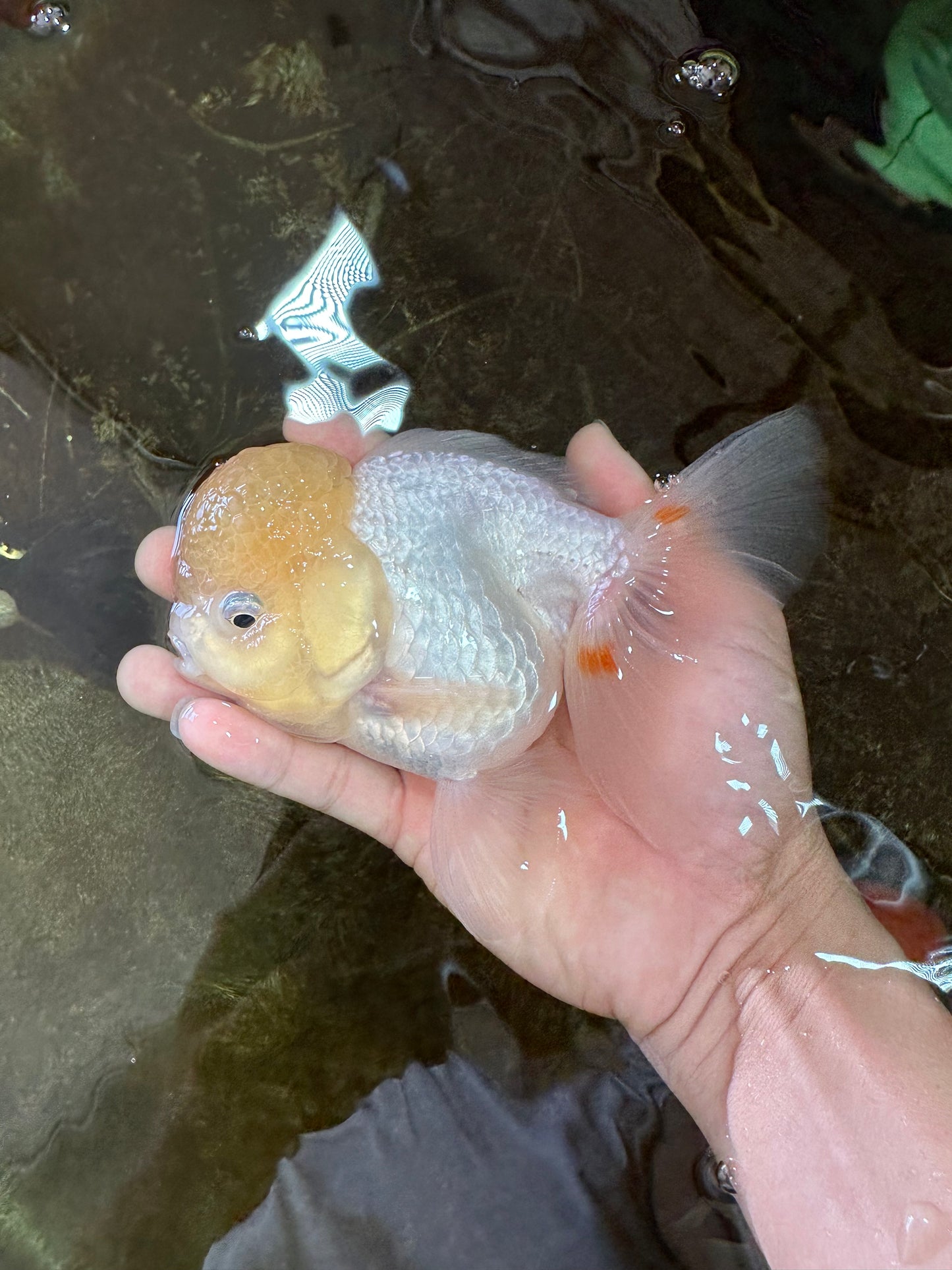 A Grade White Oranda Female 6 inches #070425OR_19