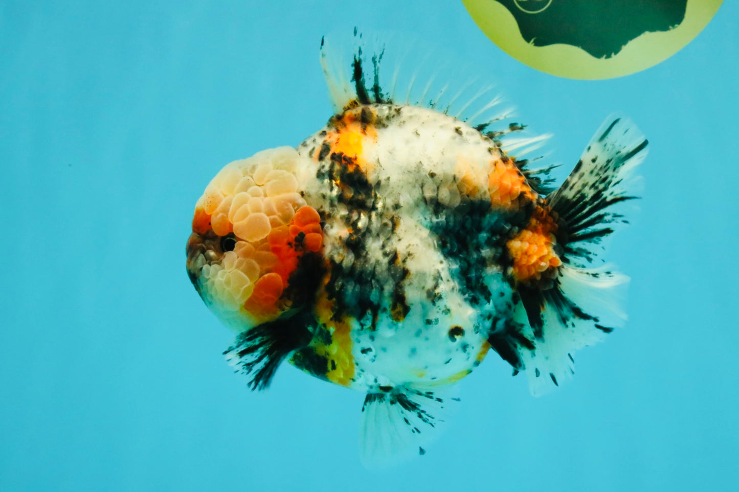 FLUFFY AAA Grade Marble Calico Yuanbao Male 5.5-6 inches #032026YB_20