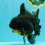 KING KONG AAA Grade Broadtail Dark Kirin Oranda Female 7.5 inches #080726OR_01