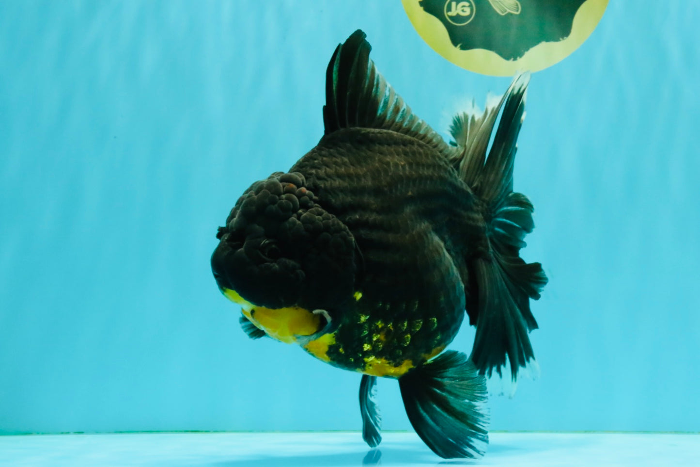 KING KONG AAA Grade Broadtail Dark Kirin Oranda Female 7.5 inches #080726OR_01
