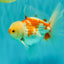 AAA Grade Red White Oranda Male 5.5 inches #062626OR_21
