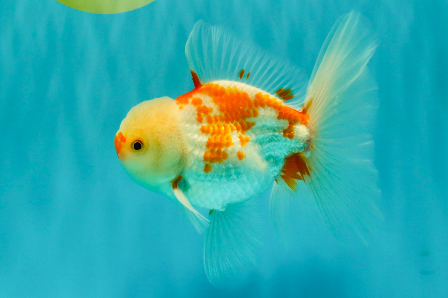 AAA Grade Red White Oranda Male 5.5 inches #062626OR_21
