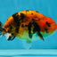 A Grade Tiger Ranchu Male 5 inches #062725LC_04