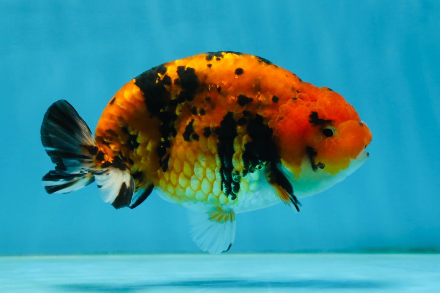 A Grade Tiger Ranchu Male 5 inches #062725LC_04