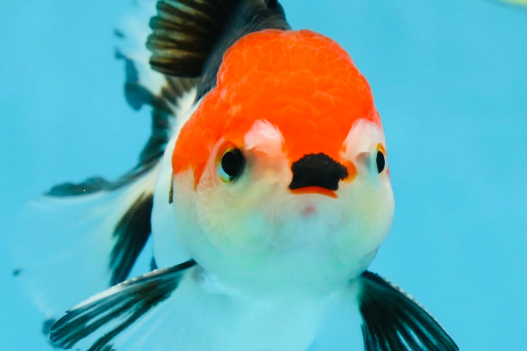 A Grade Young Tricolor Oranda Male 4.5 inches #061325_01