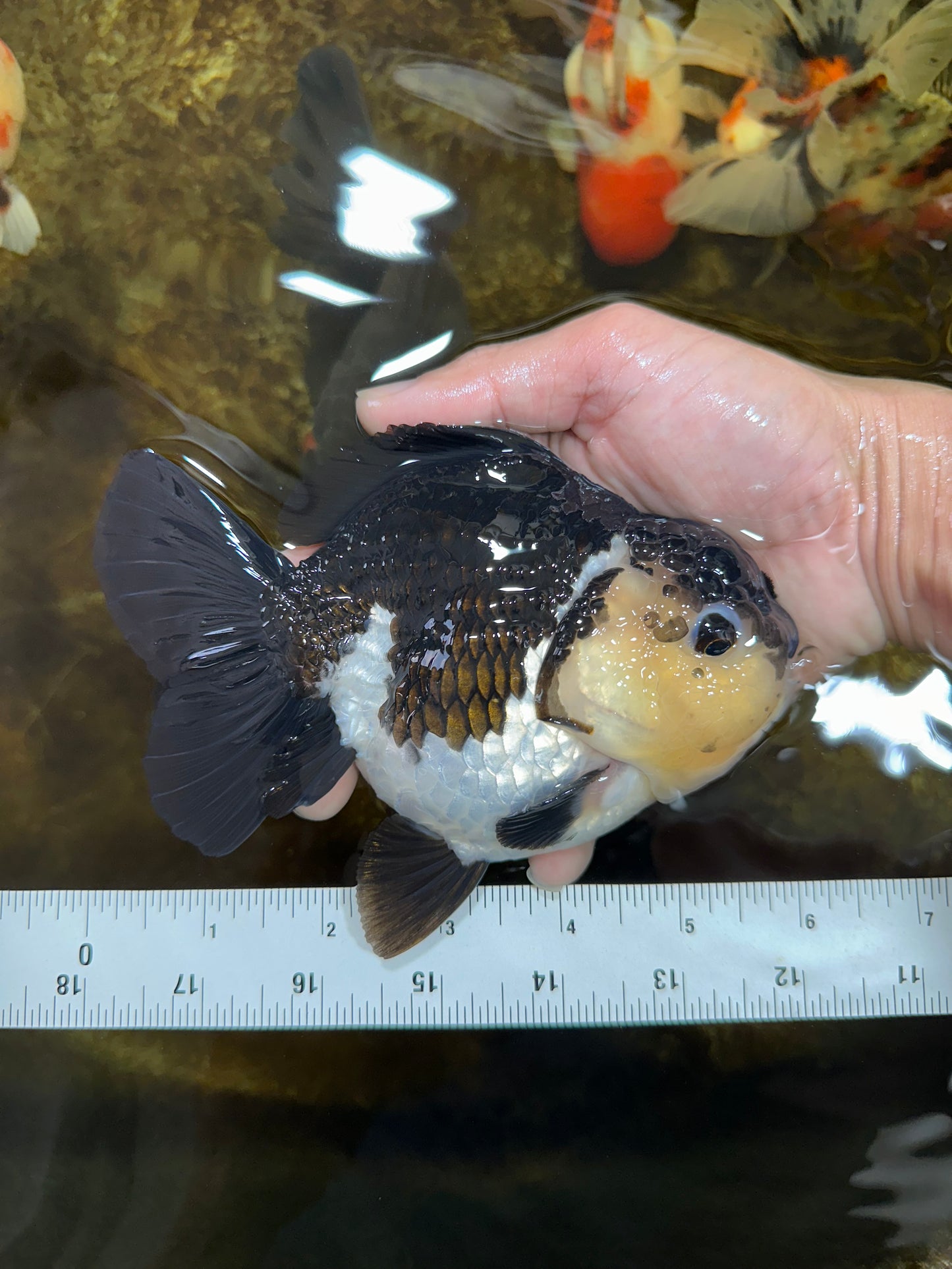 A Grade Panda Button Eyes Yuanbao 6 inches #080825YB_26