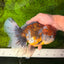 FLUFFY A Grade Calico Oranda Male 7 inches #041026OR_04