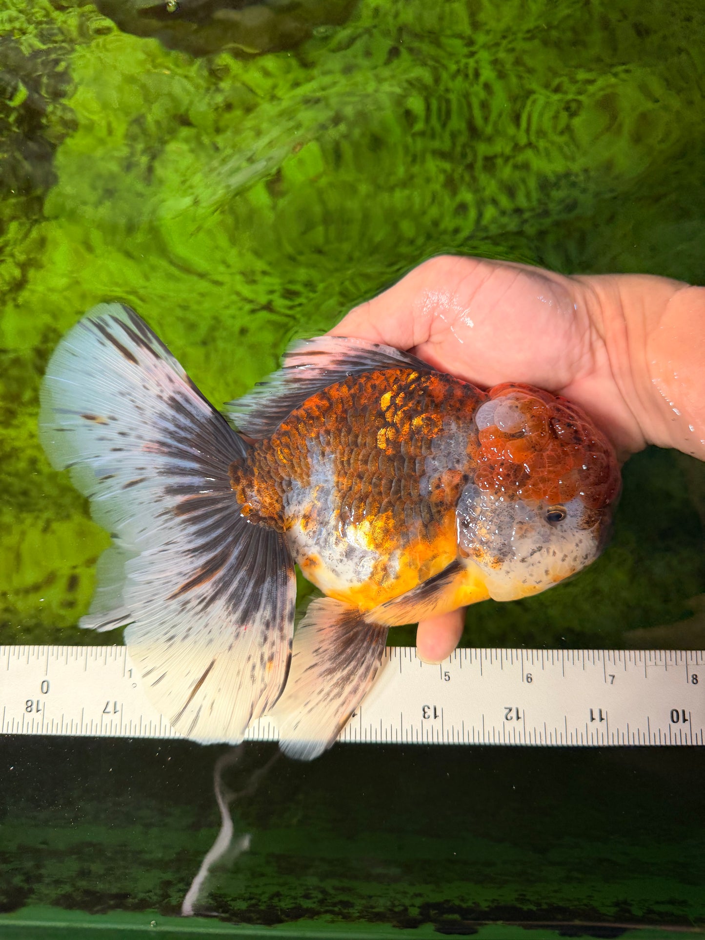 FLUFFY A Grade Calico Oranda Male 7 inches #041026OR_04