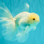 MASHMALLOW A Grade White Oranda Male 5.5-6 inches #091826OR_05