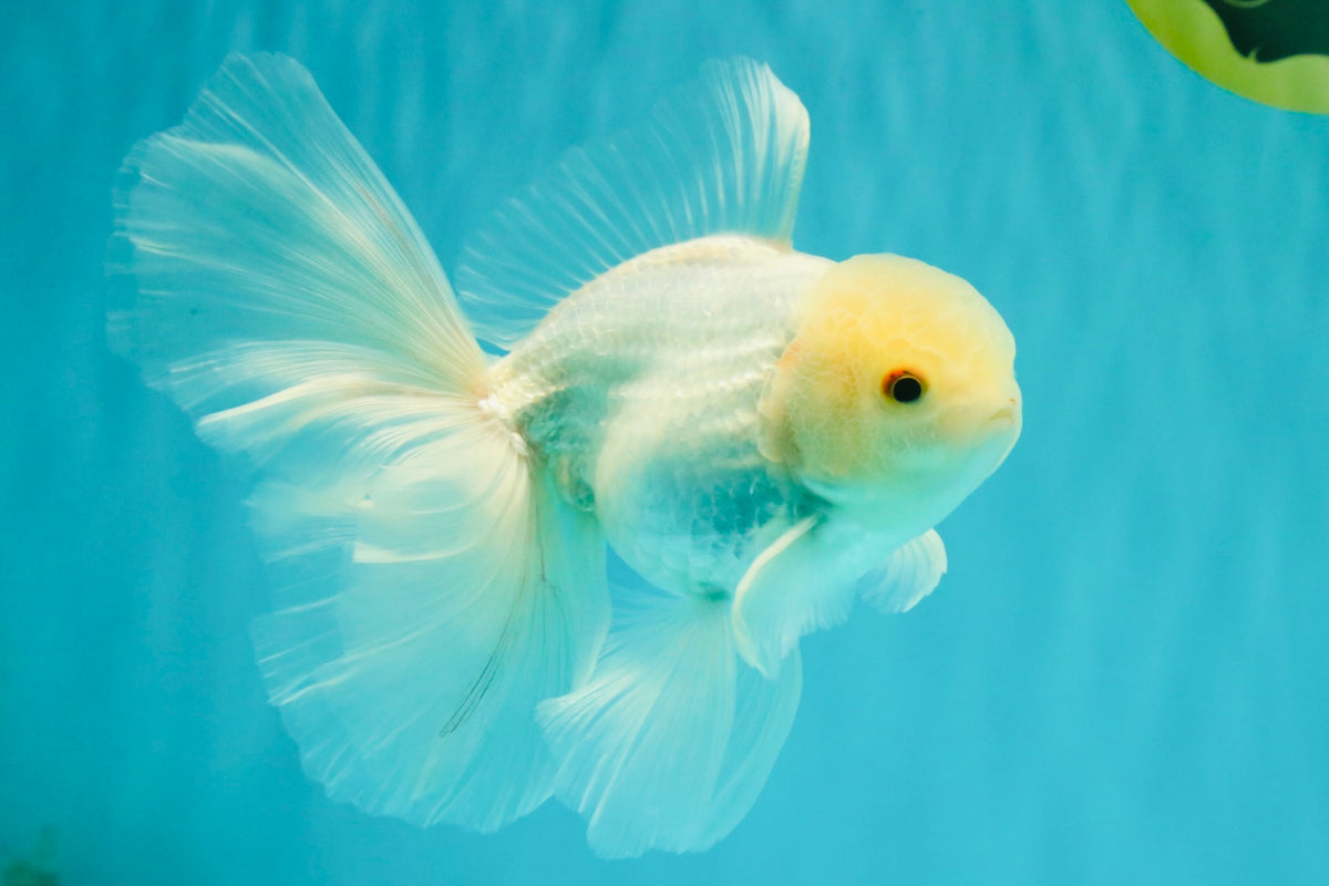 MASHMALLOW A Grade White Oranda Male 5.5-6 inches #091826OR_05