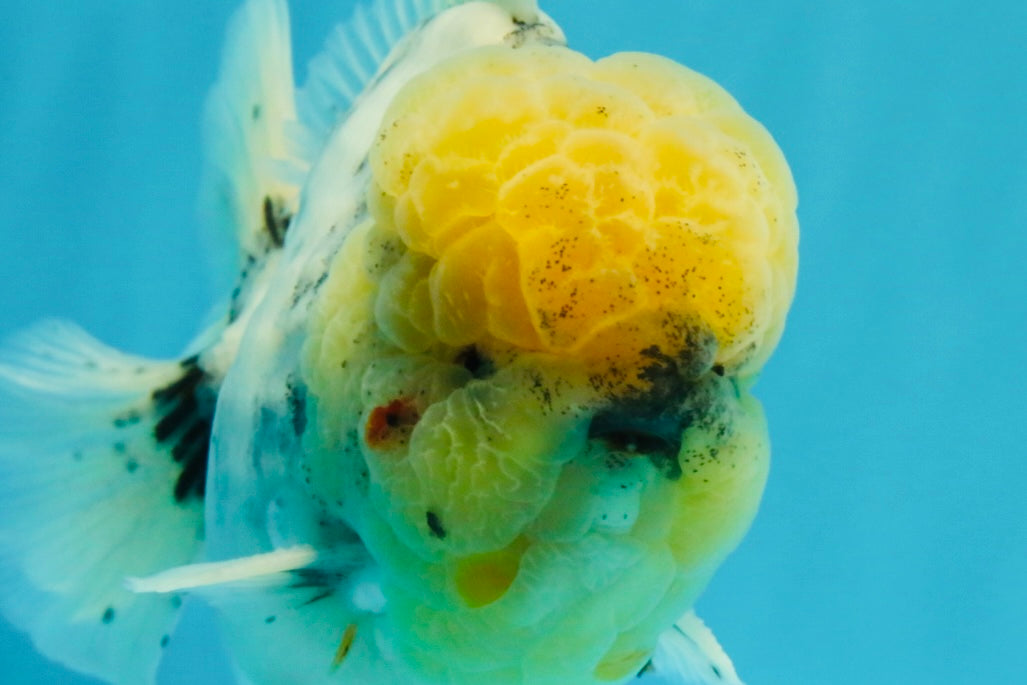 AAA Grade Godzilla White Tiger Oranda Male 6.5 inches #022726OR_10