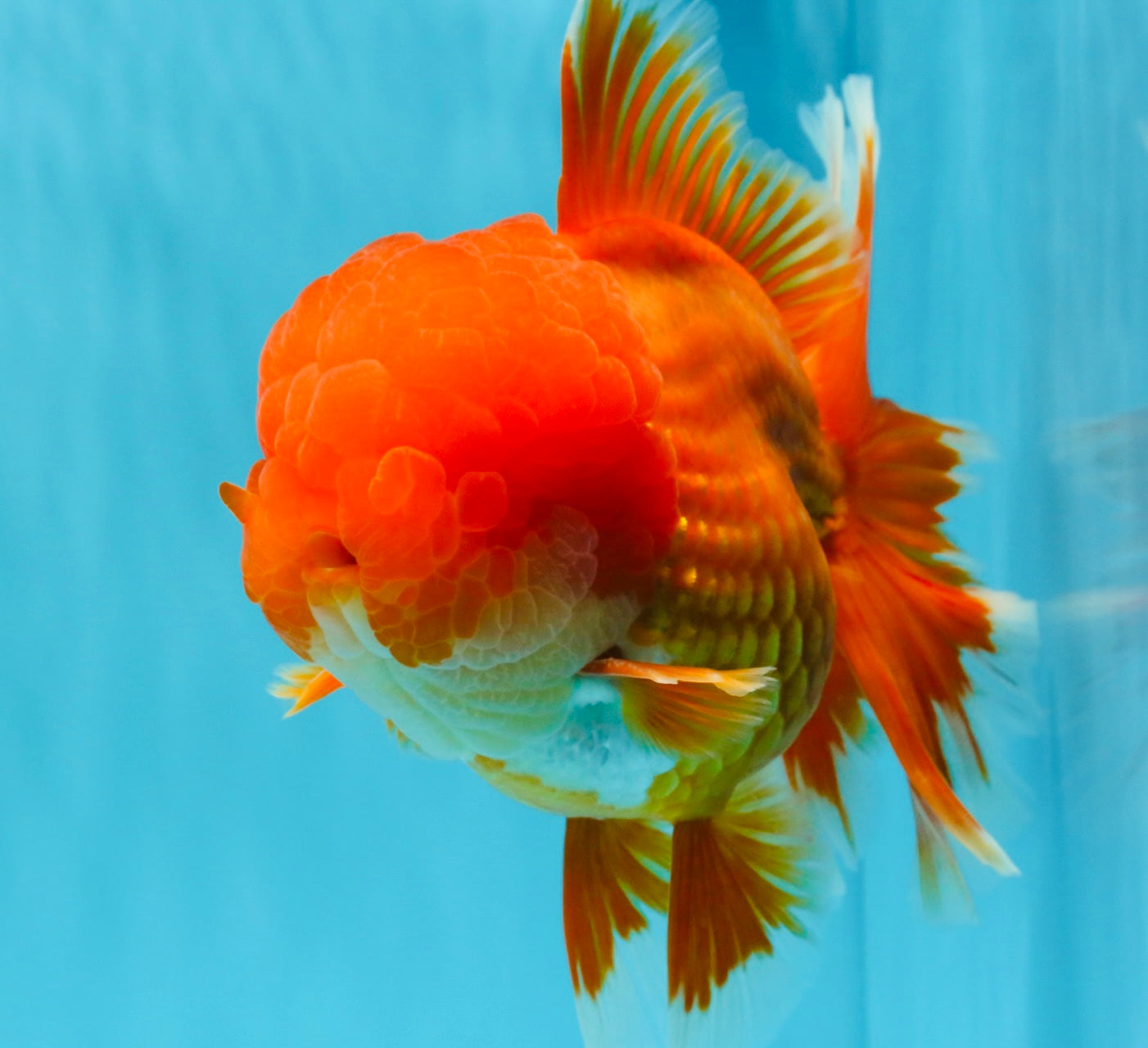 TOMATO AAA Grade Red White Oranda Male 6.5 inches #022026OR_05