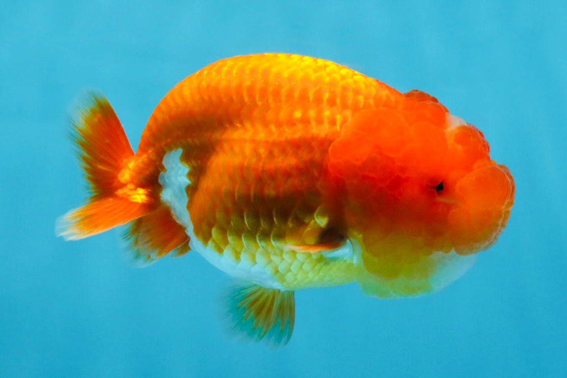 AAA Grade Red White LionQueen 4 inches #103125LC_25