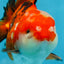 A Grade Tricolor Yuanbao Male 4.5 inches #103125YB_02