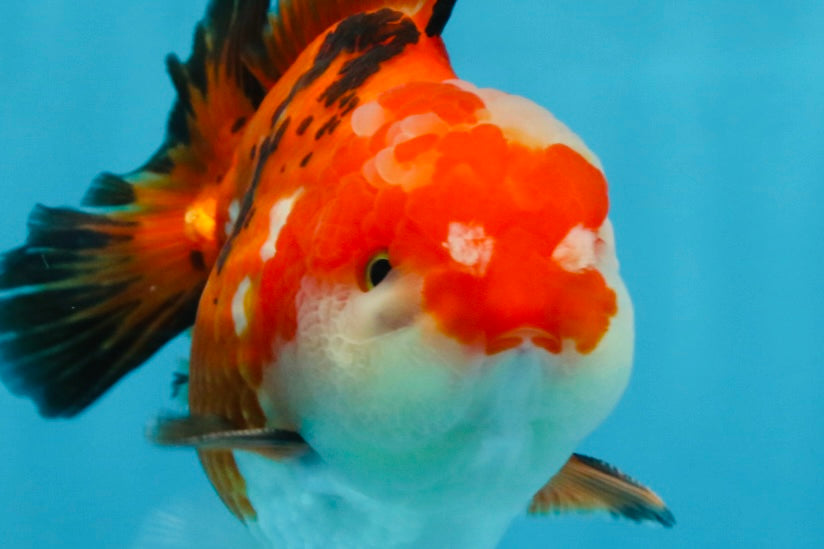 A Grade Tricolor Yuanbao Male 4.5 inches #103125YB_02